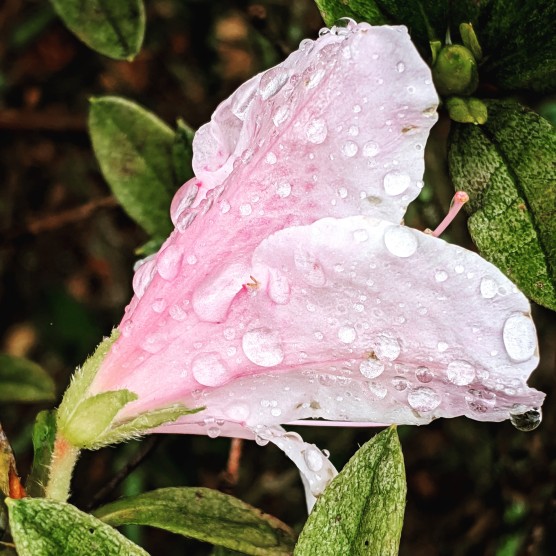 raindrops on azalea flower photo by LensMoments NS 2020